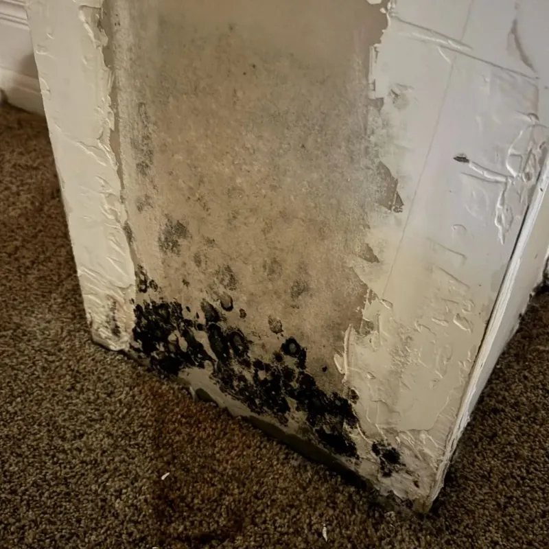 Professional Mold Removal in Parke County, IN